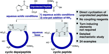 Graphical abstract: Spontaneous head-to-tail cyclization of unprotected linear peptides with the KAHA ligation