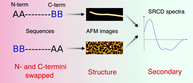 Graphical abstract: The influence of the localised charge of C- and N-termini on peptide self-assembly