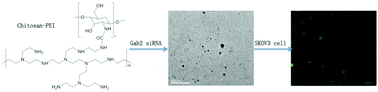 Graphical abstract: Highly efficient Gab2 siRNA delivery to ovarian cancer cells mediated by chitosan–polyethyleneimine nanoparticles