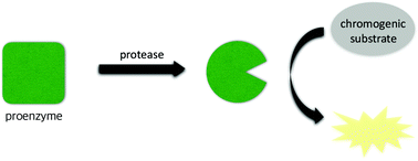 Graphical abstract: A colorimetric protease activity assay method using engineered procaspase-3 enzymes