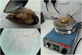 Graphical abstract: Optimisation of enzymatic digestion and validation of specimen preservation methods for the analysis of ingested microplastics