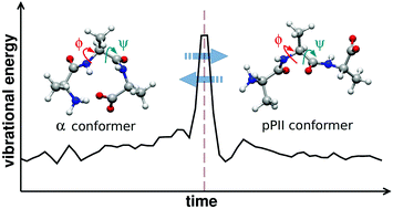 Graphical abstract: Understanding the connection between conformational changes of peptides and equilibrium thermal fluctuations