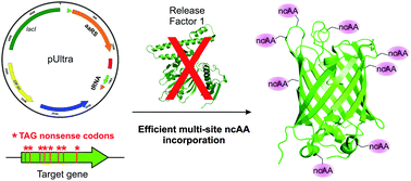 Graphical abstract: Performance of optimized noncanonical amino acid mutagenesis systems in the absence of release factor 1