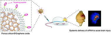 Graphical abstract: Porous silicon–graphene oxide core–shell nanoparticles for targeted delivery of siRNA to the injured brain