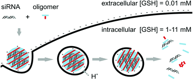 Graphical abstract: Precise redox-sensitive cleavage sites for improved bioactivity of siRNA lipopolyplexes