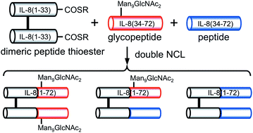 Graphical abstract: Synthesis of misfolded glycoprotein dimers through native chemical ligation of a dimeric peptide thioester