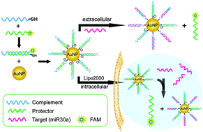 Graphical abstract: Double-stranded probe modified AuNPs for sensitive and selective detection of microRNA 30a in solution and live cell