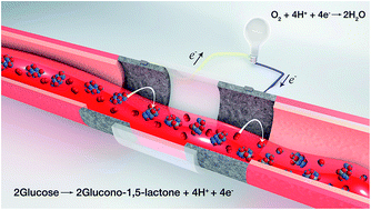 Graphical abstract: Ex vivo electric power generation in human blood using an enzymatic fuel cell in a vein replica