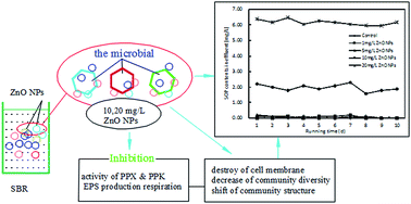 Graphical abstract: The impact of zinc oxide nanoparticles on phosphorus removal and the microbial community in activated sludge in an SBR