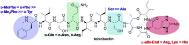 Graphical abstract: Synthesis and structure–activity relationship studies of teixobactin analogues