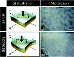 Graphical abstract: Coupled instabilities of surface crease and bulk bending during fast free swelling of hydrogels