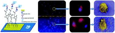 Graphical abstract: Large-area assembly of halloysite nanotubes for enhancing the capture of tumor cells