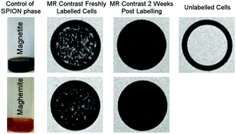 Graphical abstract: SPIONs for cell labelling and tracking using MRI: magnetite or maghemite?