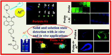 Graphical abstract: A naphthalimide-based solid state luminescent probe for ratiometric detection of aluminum ions: in vitro and in vivo applications