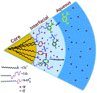 Graphical abstract: A novel combined chemical kinetic and trapping method for probing the relationships between chemical reactivity and interfacial H2O, Br− and H+ ion molarities in CTAB/C12E6 mixed micelles