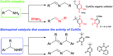 Graphical abstract: Aerobic catalytic systems inspired by copper amine oxidases: recent developments and synthetic applications