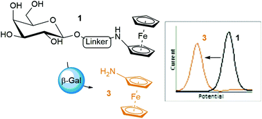 Graphical abstract: Ratiometric electrochemical detection of β-galactosidase