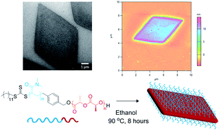 Graphical abstract: 1D vs. 2D shape selectivity in the crystallization-driven self-assembly of polylactide block copolymers