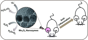 Graphical abstract: ROS scavenging Mn3O4 nanozymes for in vivo anti-inflammation