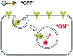 Graphical abstract: A redox-responsive folate–fluorophore conjugate as a new target-cell-specific imaging probe