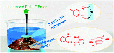 Graphical abstract: Multimodal underwater adhesion using self-assembled Dopa-bearing ABA triblock copolymer networks