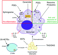 Graphical abstract: Lipid metabolism in inflammation-related diseases