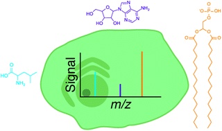 Graphical abstract: Advances in mass spectrometry based single-cell metabolomics