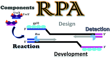 Graphical abstract: Review: a comprehensive summary of a decade development of the recombinase polymerase amplification