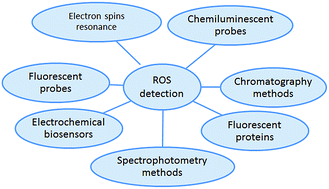 Graphical abstract: Methods for the detection of reactive oxygen species