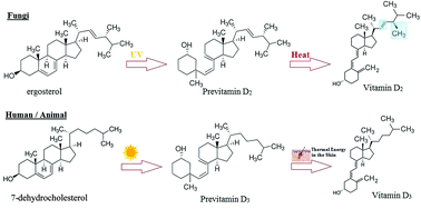 Graphical abstract: A comparison of analytical methods for measuring concentrations of 25-hydroxy vitamin D in biological samples