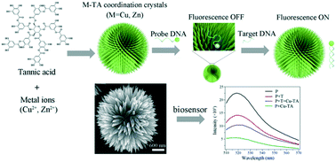 Graphical abstract: Synthesis of spiny metal–phenolic coordination crystals as a sensing platform for sequence-specific detection of nucleic acids