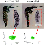 Graphical abstract: Three dimensional secondary ion mass spectrometry imaging (3D-SIMS) of Aedes aegypti ovarian follicles