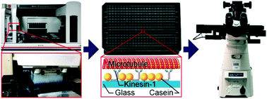 Graphical abstract: An automated in vitro motility assay for high-throughput studies of molecular motors
