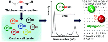 Graphical abstract: Cardiac myoglobin participates in the metabolic pathway of selenium in rats