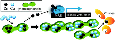 Graphical abstract: Altered zinc balance in the Atp7b−/− mouse reveals a mechanism of copper toxicity in Wilson disease