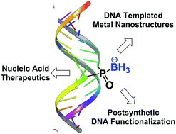Graphical abstract: Borane phosphonate DNA: a versatile unnatural internucleotide linkage
