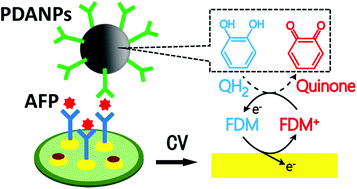 Graphical abstract: A redox cycling-amplified electrochemical immunosensor for α-fetoprotein sensitive detection via polydopamine nanolabels