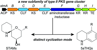 Graphical abstract: Identification of the common biosynthetic gene cluster for both antimicrobial streptoaminals and antifungal 5-alkyl-1,2,3,4-tetrahydroquinolines