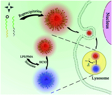 Graphical abstract: Rational design of ratiometric and lysosome-targetable AIE dots for imaging endogenous HClO in live cells