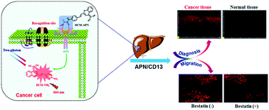 Graphical abstract: In situ imaging of aminopeptidase N activity in hepatocellular carcinoma: a migration model for tumour using an activatable two-photon NIR fluorescent probe
