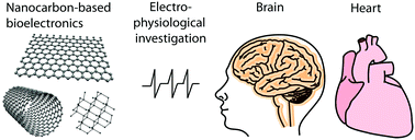 Graphical abstract: Bioelectronics with nanocarbons