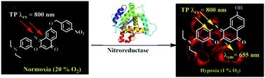 Graphical abstract: Development of a red-light emission hypoxia-sensitive two-photon fluorescent probe for in vivo nitroreductase imaging