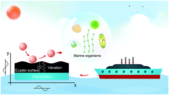 Graphical abstract: Antifouling performance and mechanism of elastic graphene–silicone rubber composite membranes