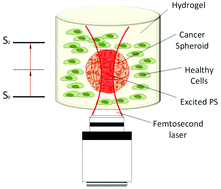 Graphical abstract: Screening of two-photon activated photodynamic therapy sensitizers using a 3D osteosarcoma model