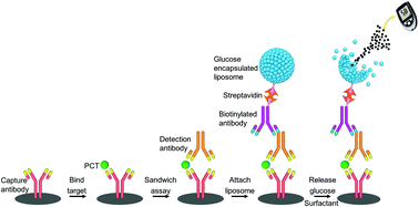 Graphical abstract: The use of a personal glucose meter for detecting procalcitonin through glucose encapsulated within liposomes