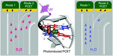 Graphical abstract: Isotopic substitution affects excited state branching in a DNA duplex in aqueous solution