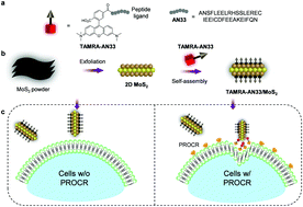 Graphical abstract: Fluorescence imaging of a potential diagnostic biomarker for breast cancer cells using a peptide-functionalized fluorogenic 2D material