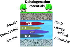 Graphical abstract: Retrospective on microbial transformations of halogenated organics