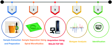 Graphical abstract: Rapid separation and identification of beer spoilage bacteria by inertial microfluidics and MALDI-TOF mass spectrometry