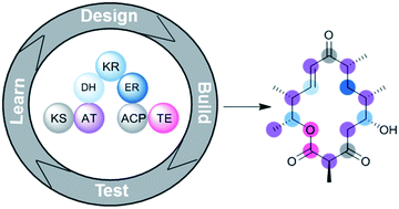 Graphical abstract: Diversification of polyketide structures via synthase engineering